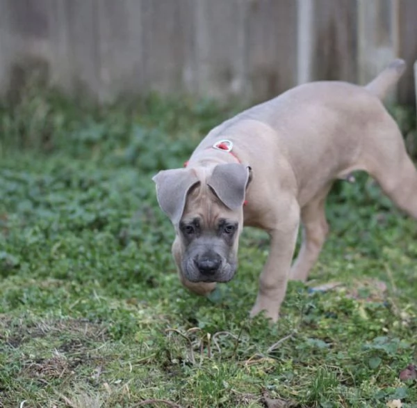 Cuccioli di cane corso