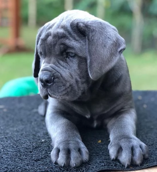 Cuccioli di cane corso | Foto 2