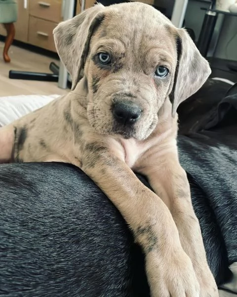 Cuccioli di cane corso | Foto 1