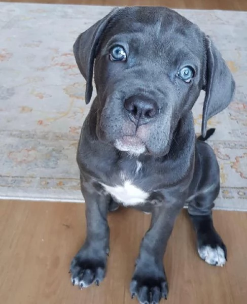 Cuccioli di cane corso | Foto 0