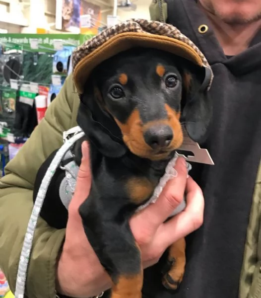 Cuccioli di bassotto