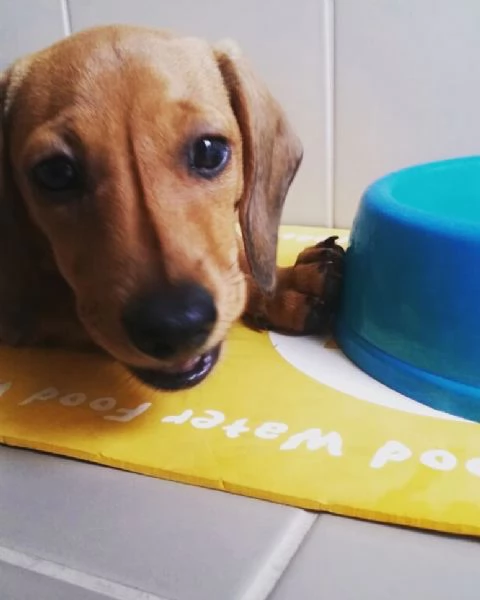 Cuccioli di bassotto | Foto 3