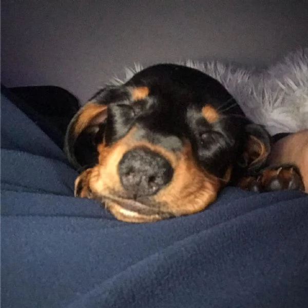 Cuccioli di bassotto | Foto 0