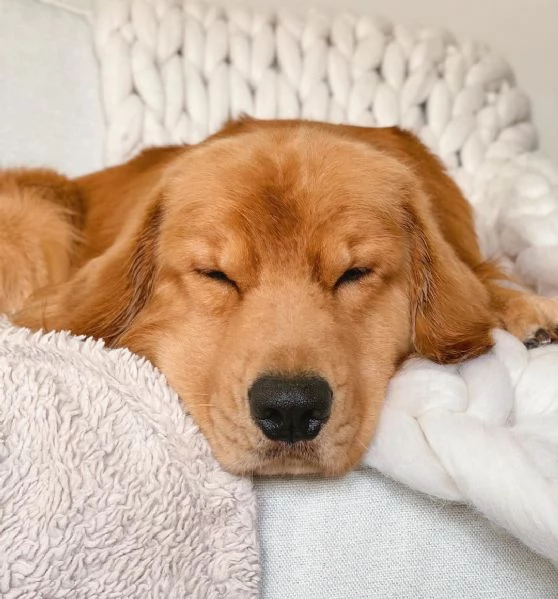 Cuccioli di Golden Retriever.