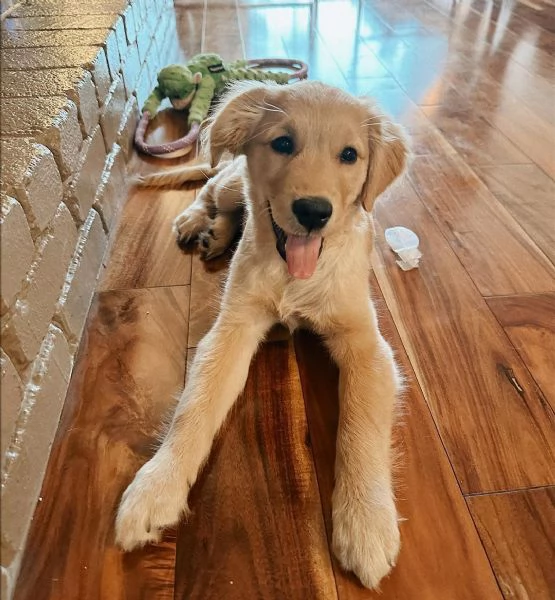 Cuccioli di Golden Retriever. | Foto 0