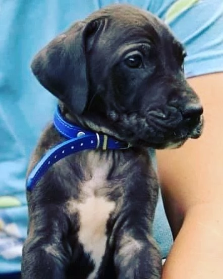 Cuccioli di alano | Foto 3