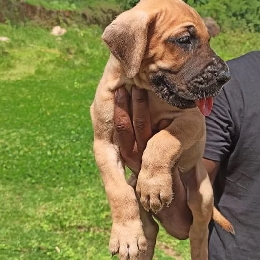 Cuccioli di alano | Foto 2