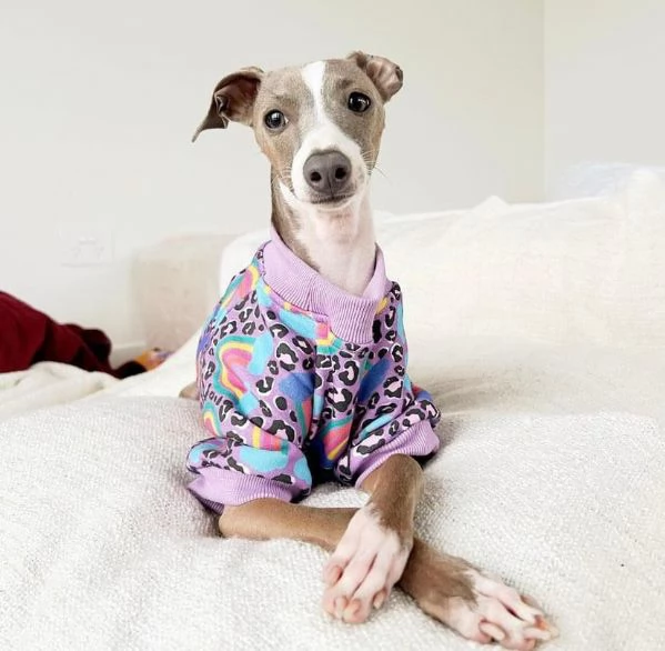 Cuccioli di levriero italiano.