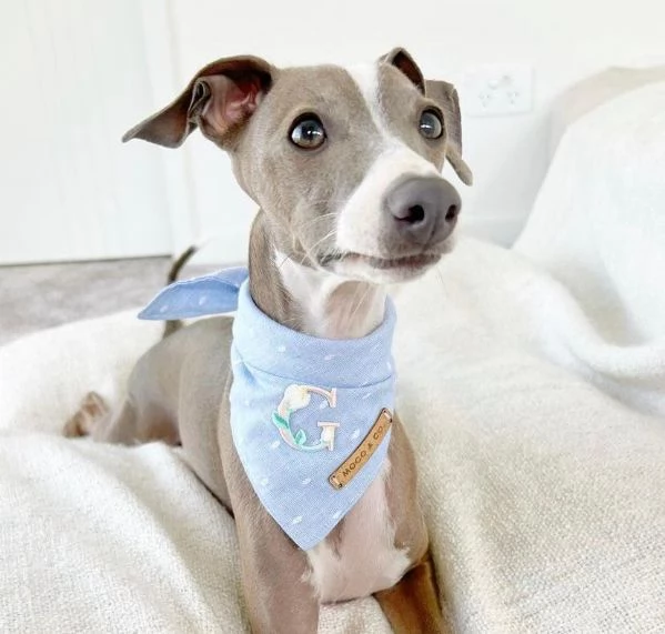 Cuccioli di levriero italiano. | Foto 1