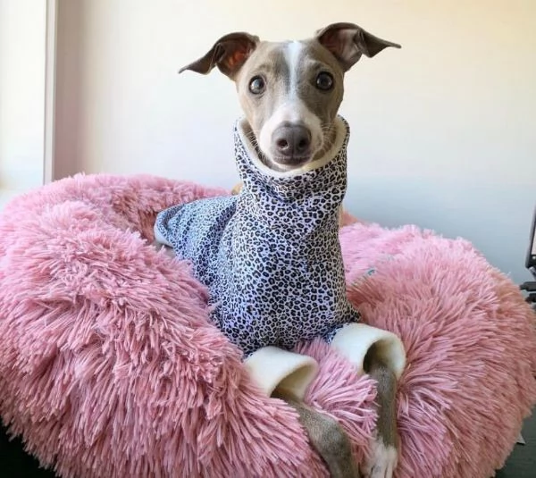 Cuccioli di levriero italiano. | Foto 0