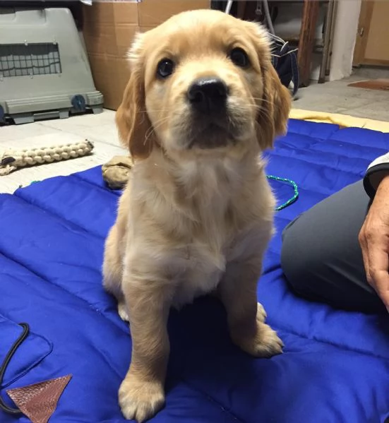 Cuccioli di labrador retriever | Foto 2