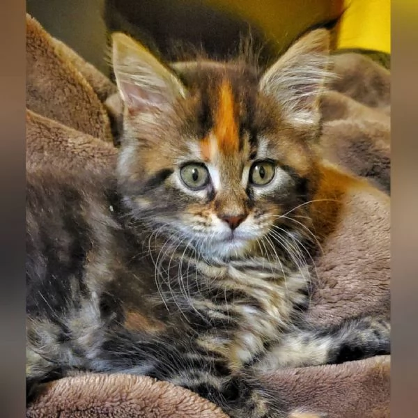 Gattini del Maine Coon | Foto 0