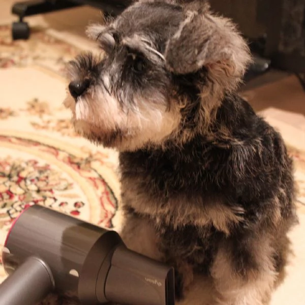 Cuccioli di schnauzer nano | Foto 3