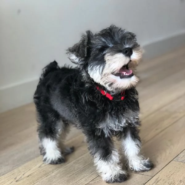 Cuccioli di schnauzer nano