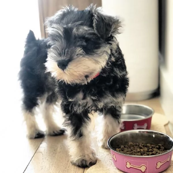 Cuccioli di schnauzer nano | Foto 2
