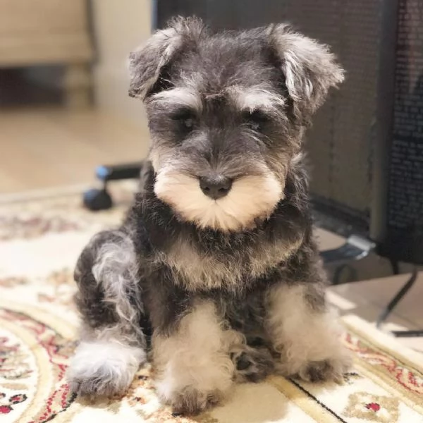 Cuccioli di schnauzer nano | Foto 1