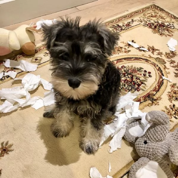 Cuccioli di schnauzer nano | Foto 0