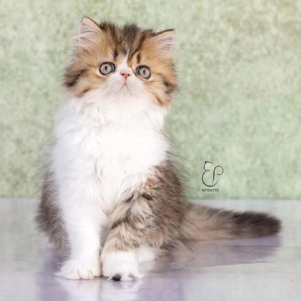 Gattini persiani | Foto 2