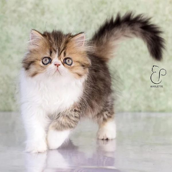 Gattini persiani | Foto 1