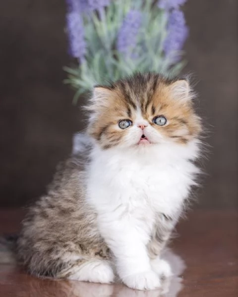 Gattini persiani | Foto 0