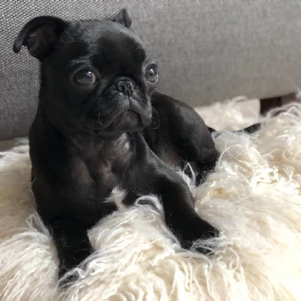 Cuccioli di carlino | Foto 2