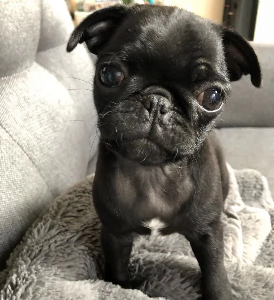 Cuccioli di carlino | Foto 1