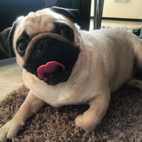 Cuccioli di carlino | Foto 0