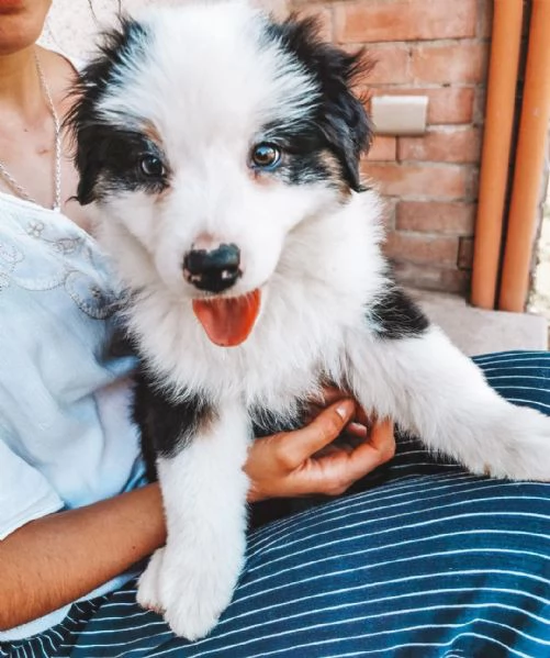 Cuccioli di pastore australiano
