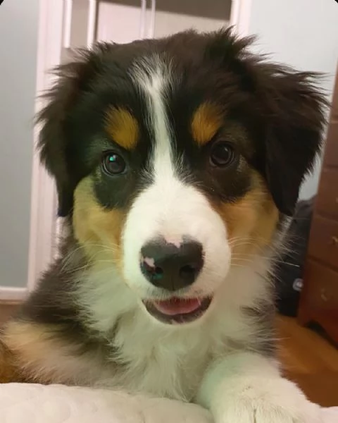 Cuccioli di pastore australiano | Foto 3