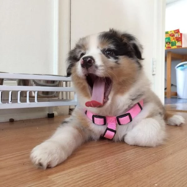 Cuccioli di pastore australiano | Foto 2