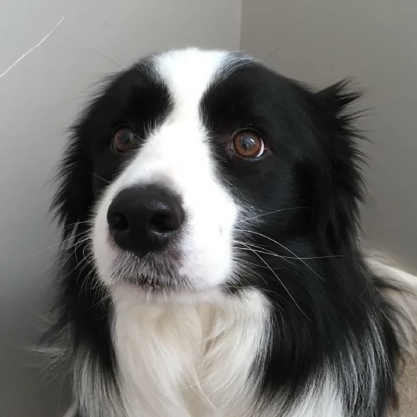 Cuccioli di border collie | Foto 2