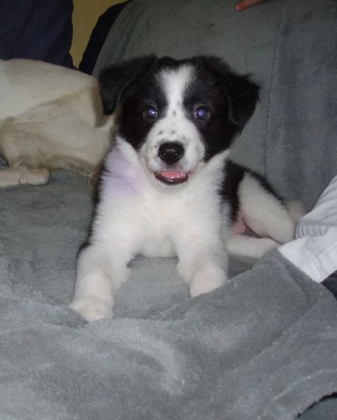 Cuccioli di border collie | Foto 1