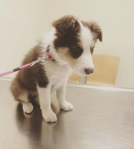 Cuccioli di border collie | Foto 0