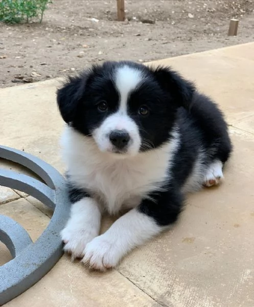 Cuccioli di border collie