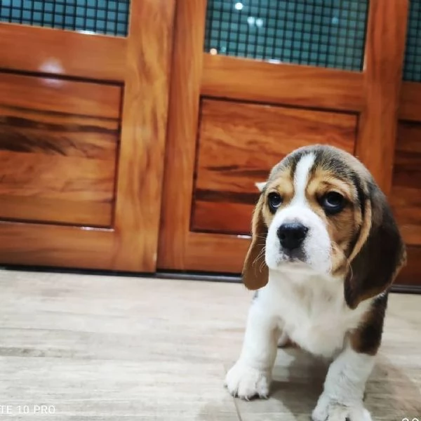 Cuccioli di Beagle | Foto 1