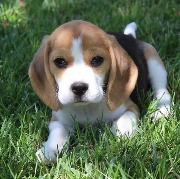 Cuccioli di Beagle
