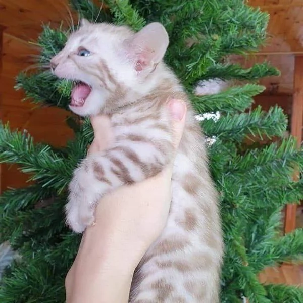 Gattini del Bengala | Foto 1