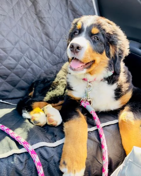 Cuccioli di bovaro del bernese