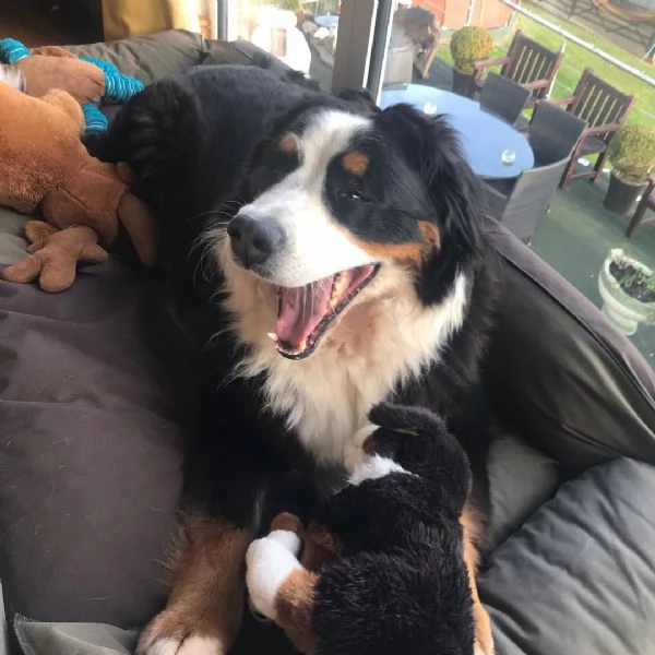 Cuccioli di bovaro del bernese | Foto 3