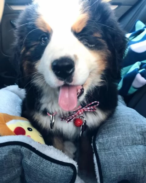 Cuccioli di bovaro del bernese | Foto 1