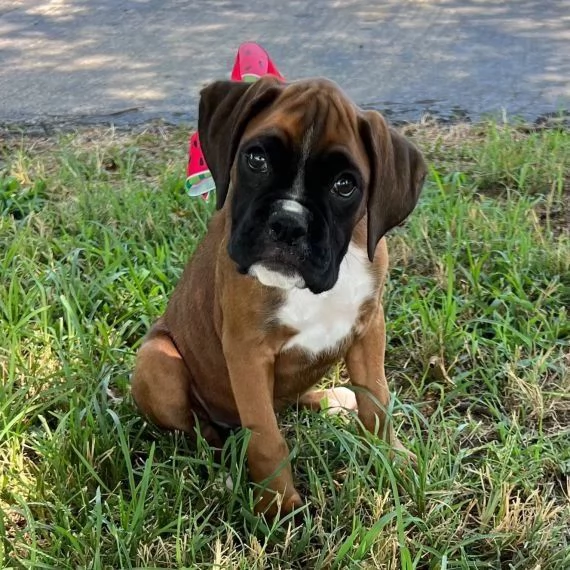 Cuccioli di boxer | Foto 2