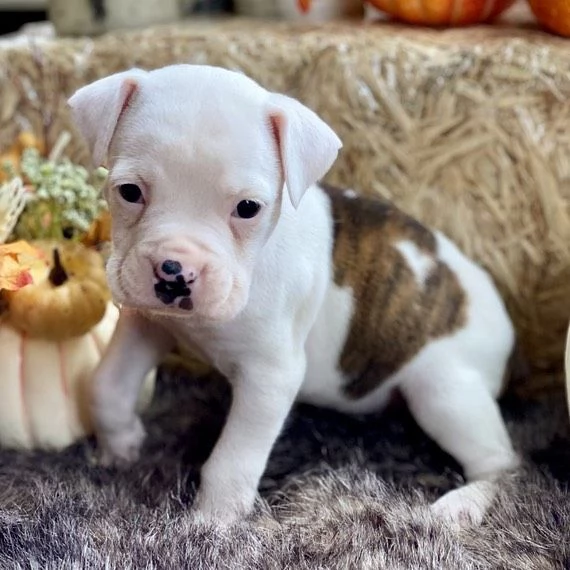 Cuccioli di boxer | Foto 1