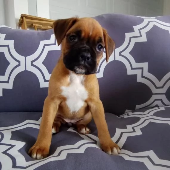 Cuccioli di boxer