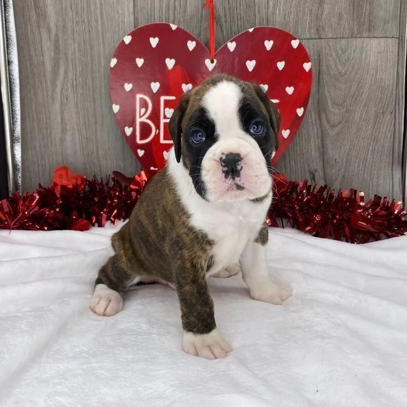 Cuccioli di boxer | Foto 0