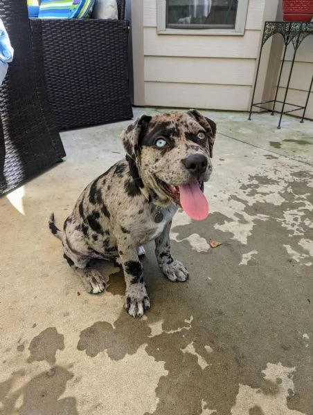 cuccioli cane corso