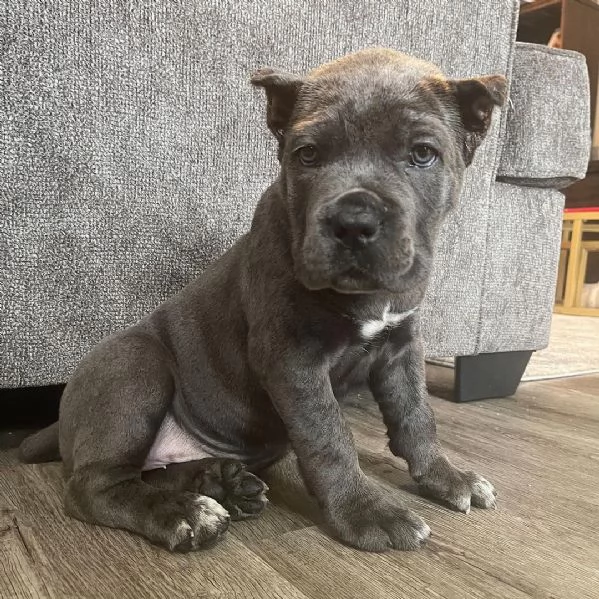 cuccioli cane corso | Foto 1