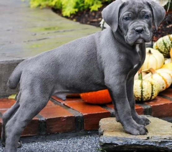 cuccioli cane corso | Foto 0