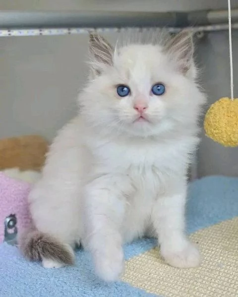 Dolcissimo Cuccioli Ragdoll!!