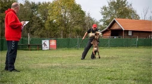 Pastore Belga Malinois femmina in vendita | Foto 6