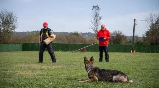 Pastore Belga Malinois femmina in vendita | Foto 5